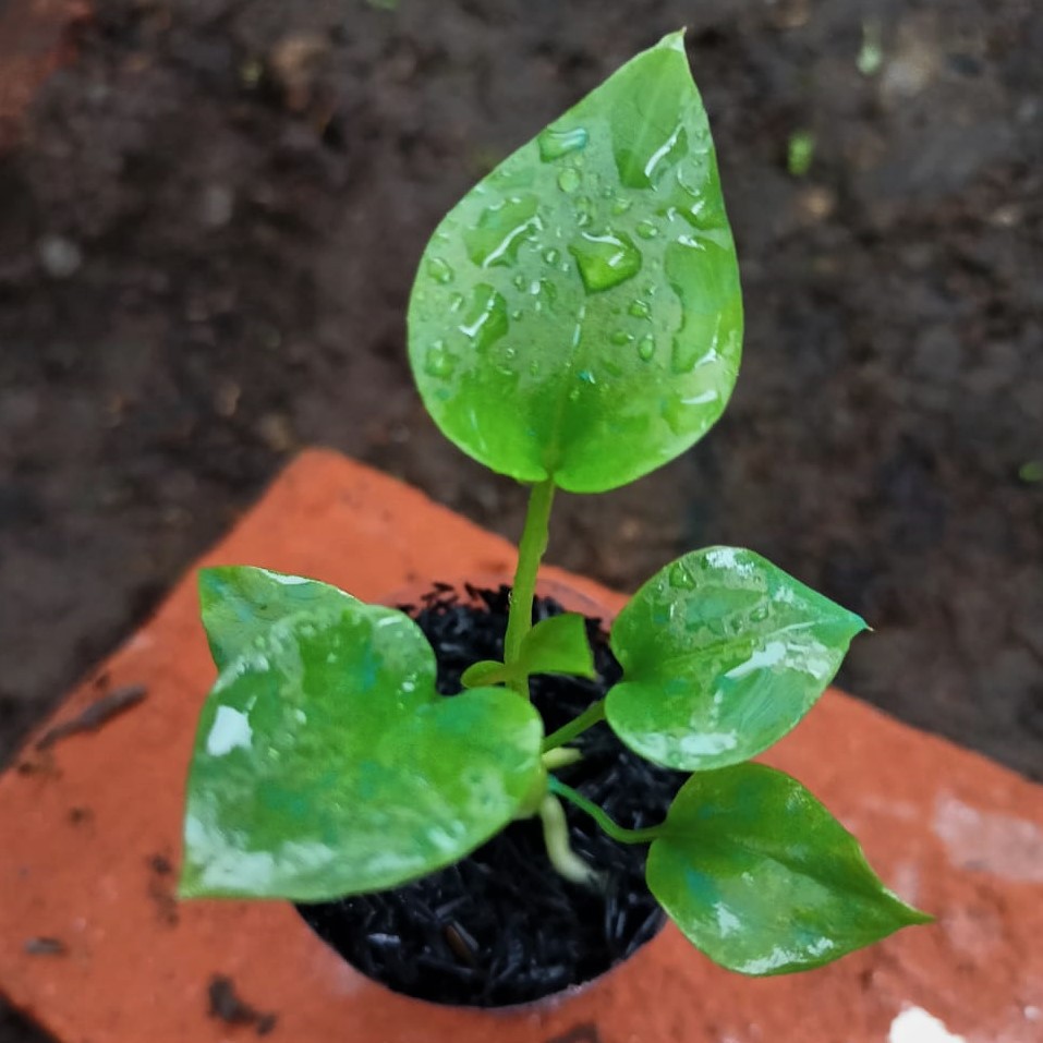 bibit anthurium gelombang cinta tanaman murah