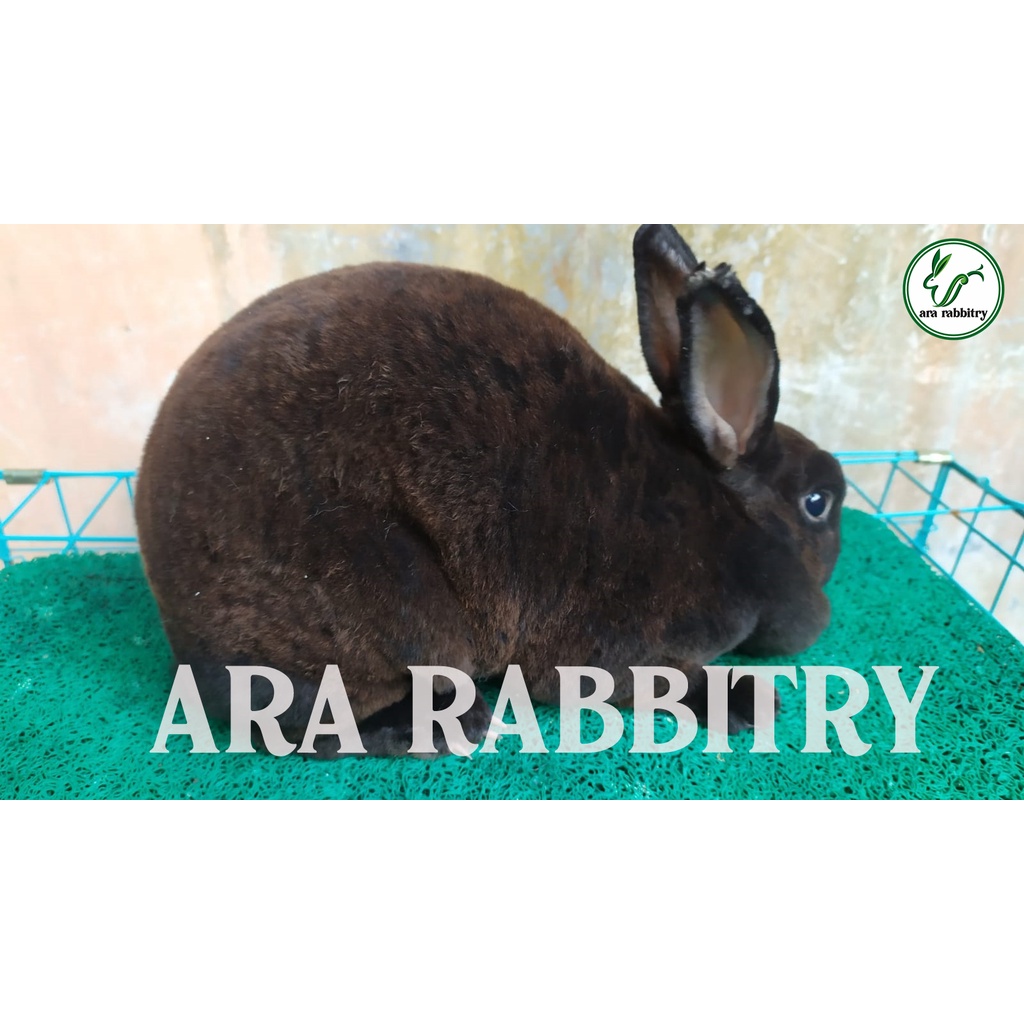 KELINCI HIAS MINI REX BULU KARPET KELINCI INDUKAN BETINA