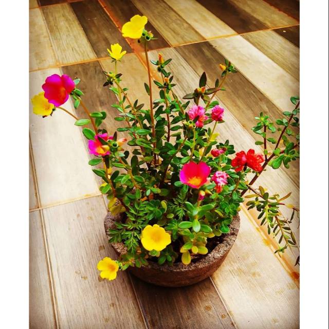 Tananman hias bunga portulaca / tanaman bunga mosros / tanaman bunga krokot / tanaman krokot