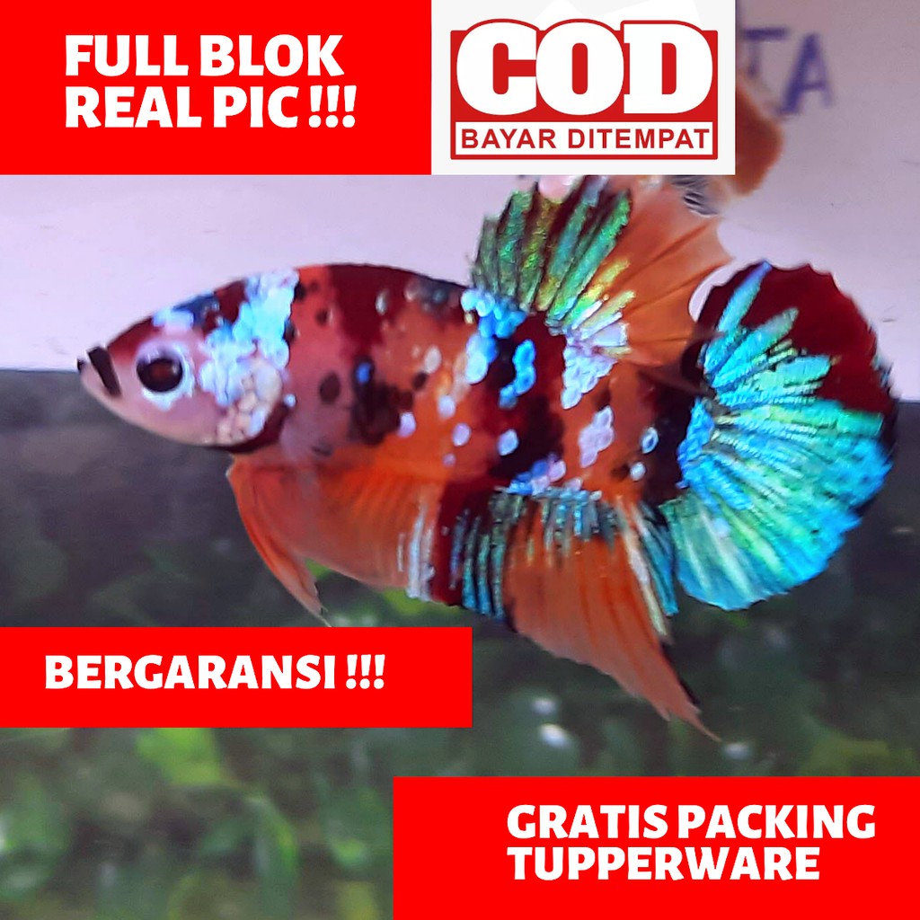 Cupang Nemo Galaxy Multicolour, galaksi Multicolor Full Block TOP GRADE REAL PIC BERGARANSI