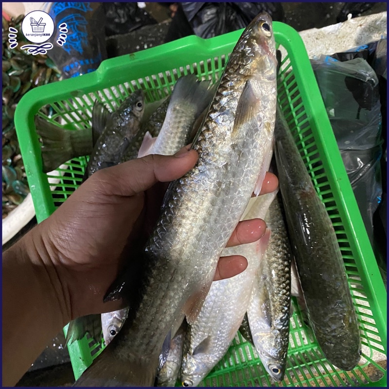 

Ikan Blanak Segar 1kg