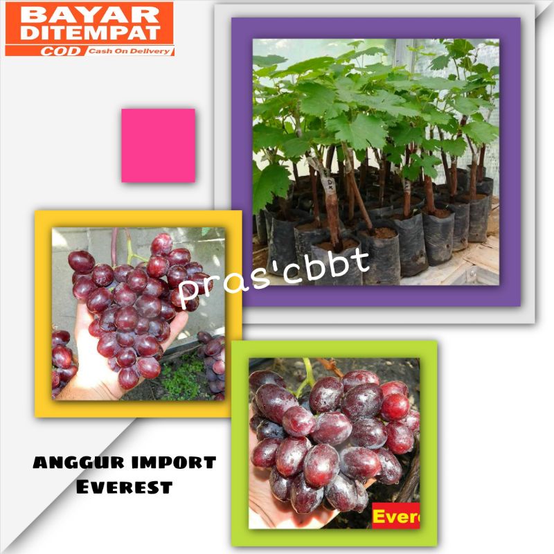 Bibit anggur import Everest hasil grafting 100%Original