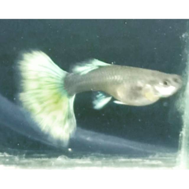 

guppy hb pastel