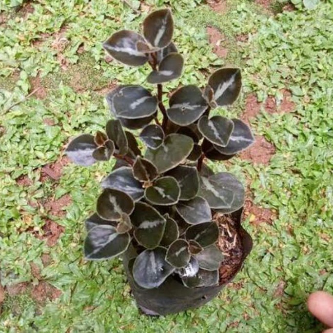 tanaman hias peperomia metalica-peperomia metalica