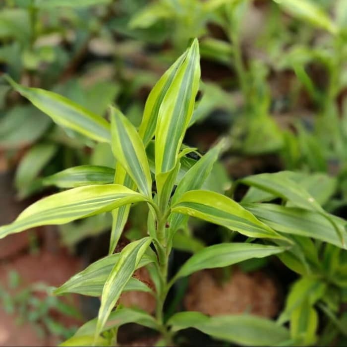 Tanaman Hias Sri Rejeki Golden