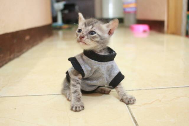 Kaos biasa (oblong) untuk kucing dan anjing /Jual Baju Kucing Terlengkap &amp; Berkualitas size S M L XL