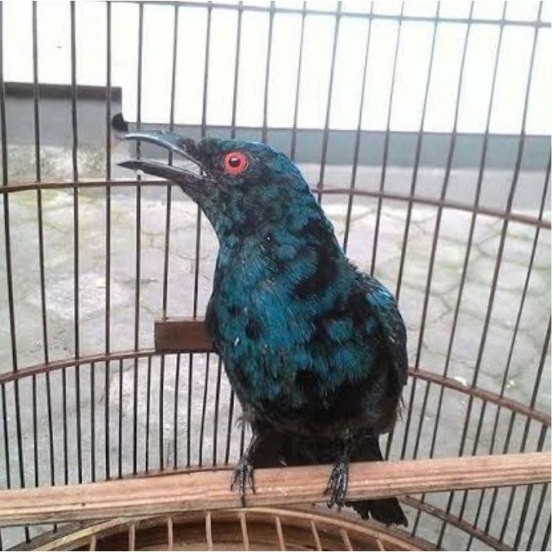 Cucak Biru Gembling