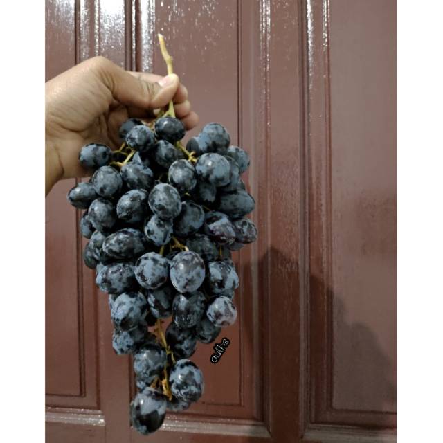 

Anggur Seedless Moondrop