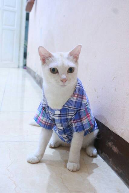 Kemeja kotak-kotak biru besar lucu untuk kucing dan anjing size S M L XL