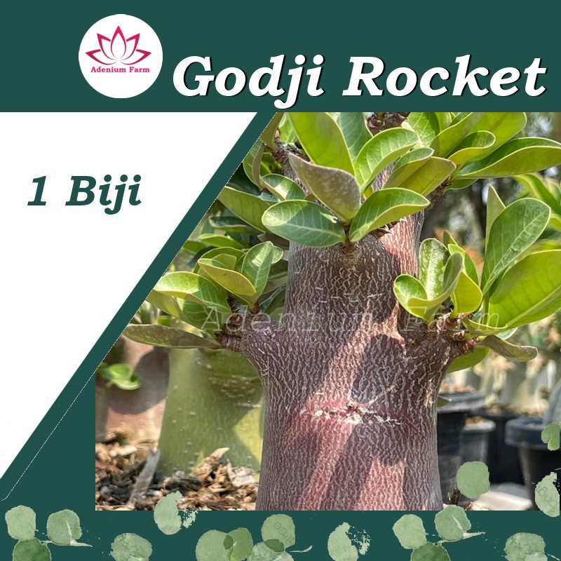 Benih Biji Bibit Adenium Arabikum Hibrid GODJI ROCKET
