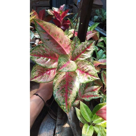 aglonema sweet dream