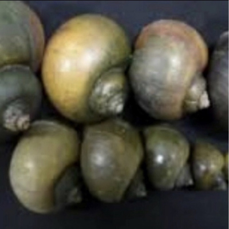 Cangkang keong Mas Satuan ( Hiasan atau pupuk )