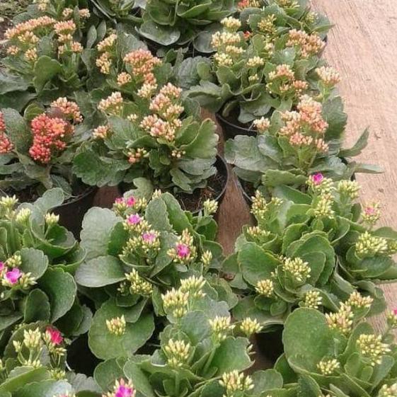 Macam Macam Paket Tanaman Hias Murah 3 Cocor Bebek Kalanchoe Pink Kuning Putih Tengkiu Shopee Indonesia