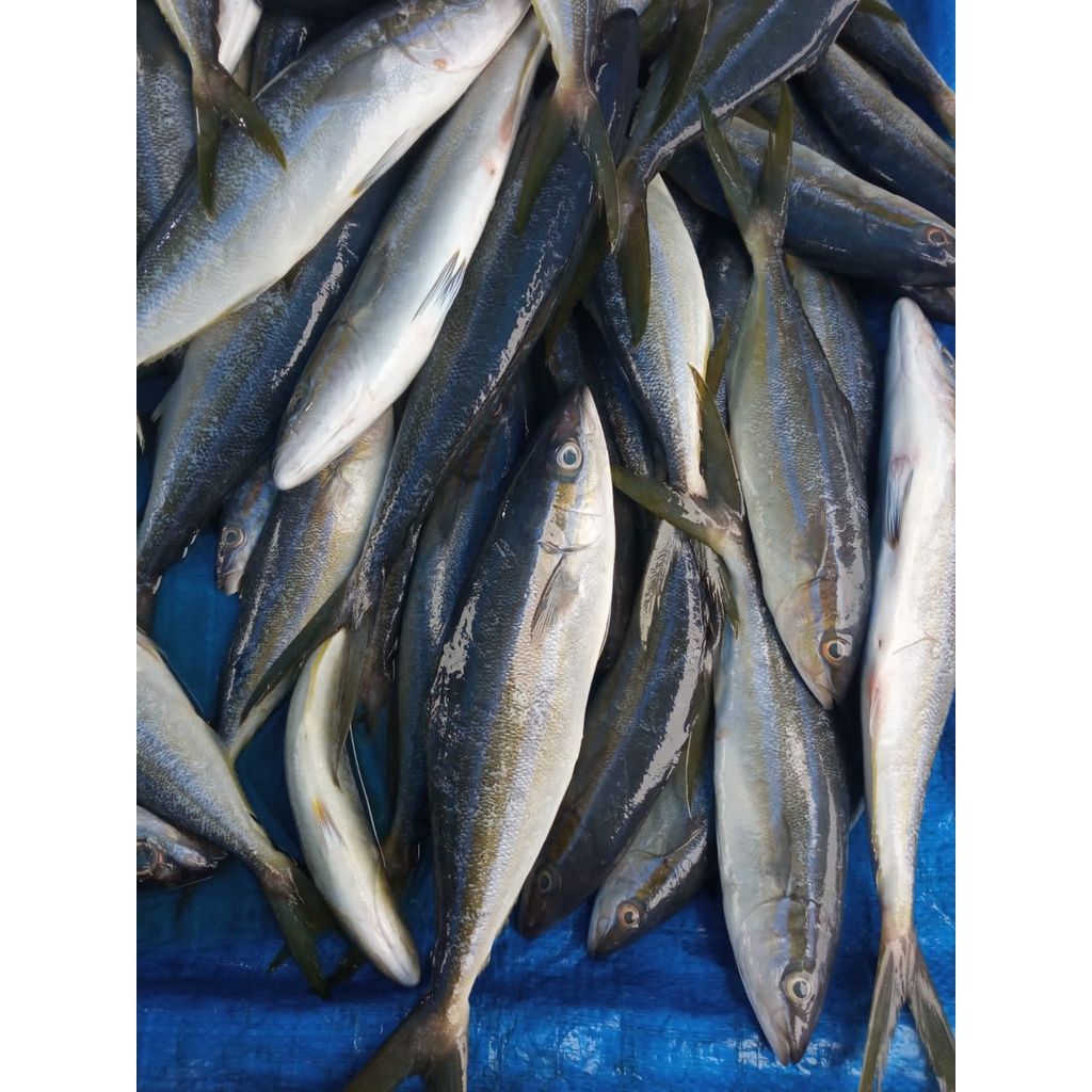 

Ikan Salam 1 Kg | Ikan Segar