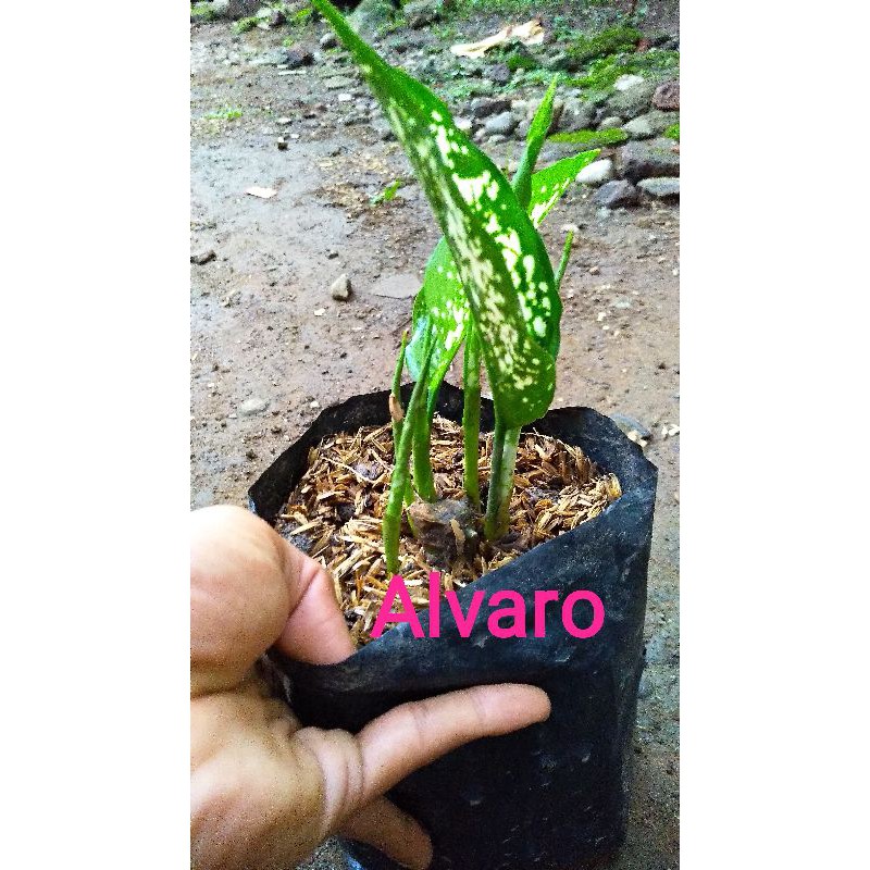 

Snow White Bonggol