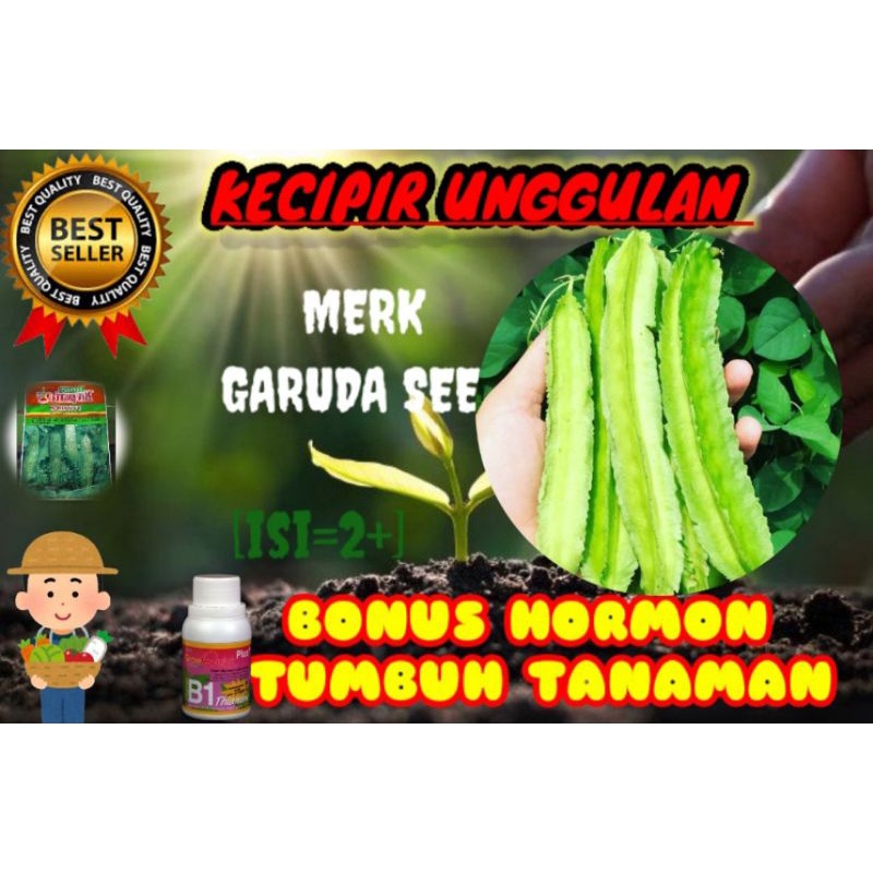 benih KECIPIR LALAP UNGGUL