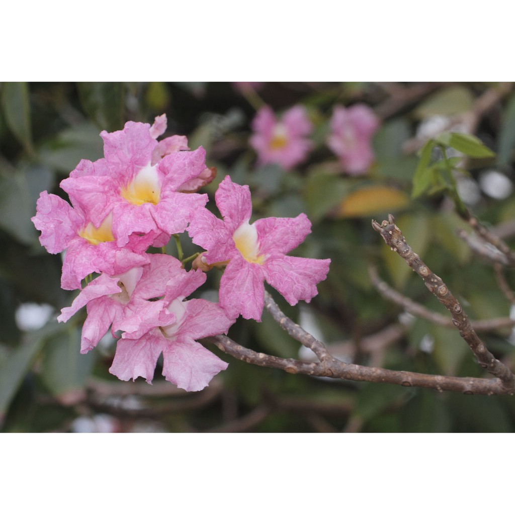 Benih Bibit Biji - Pohon Bunga Tabebuya Merah Muda Tabebuia rosea Pink Sakura Indonesia Siap Tanam