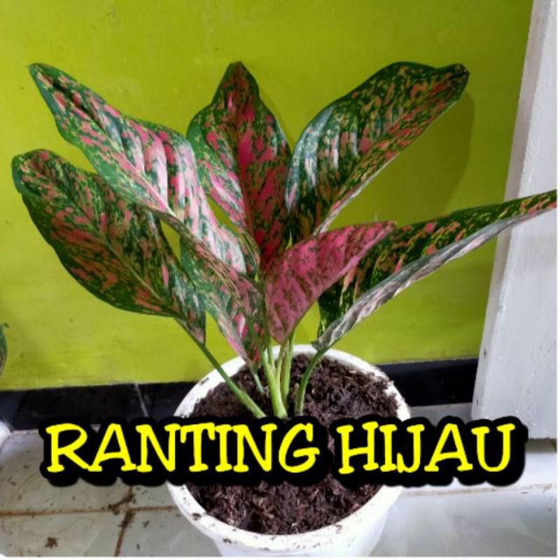 bunga aglonema venus dewasa