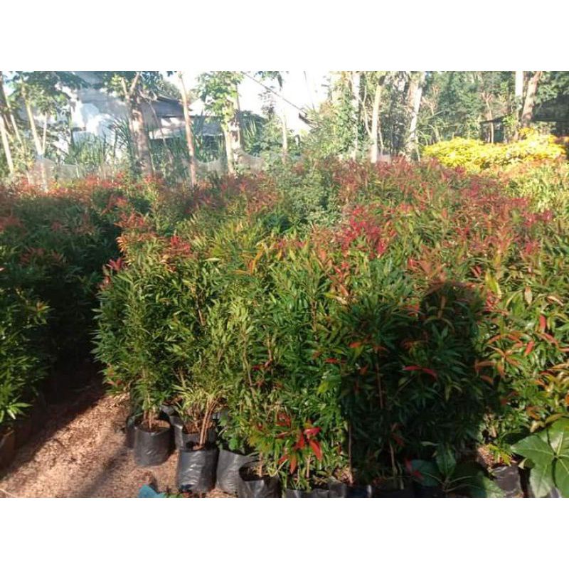 Bibit pucuk merah/pohon pucuk merah/pucuk merah murah