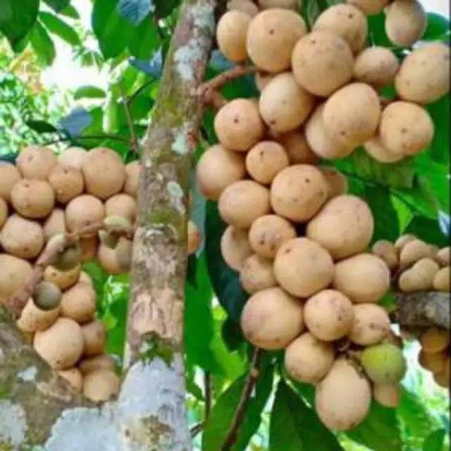 Bibit buah duku tanpa biji