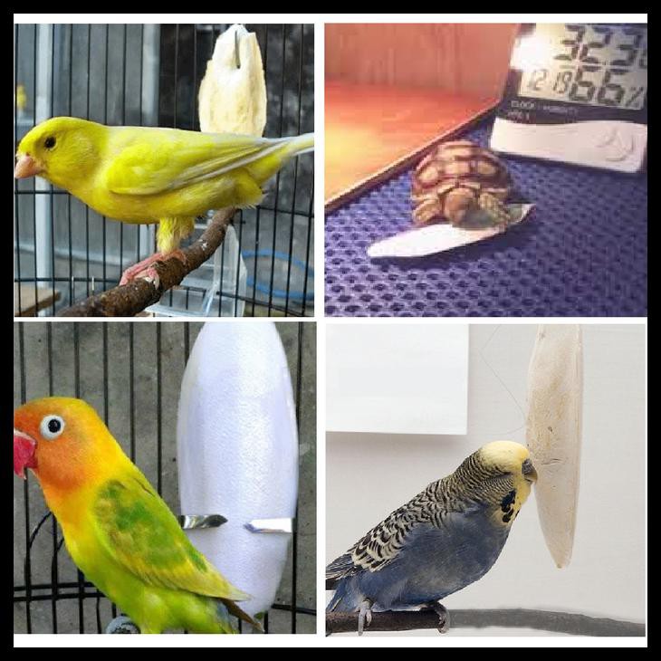 Indh Tulang Sotong Sumber Kalsium Untuk Lovebird Paruh Bengkok Sulcata Murah Kode 1210