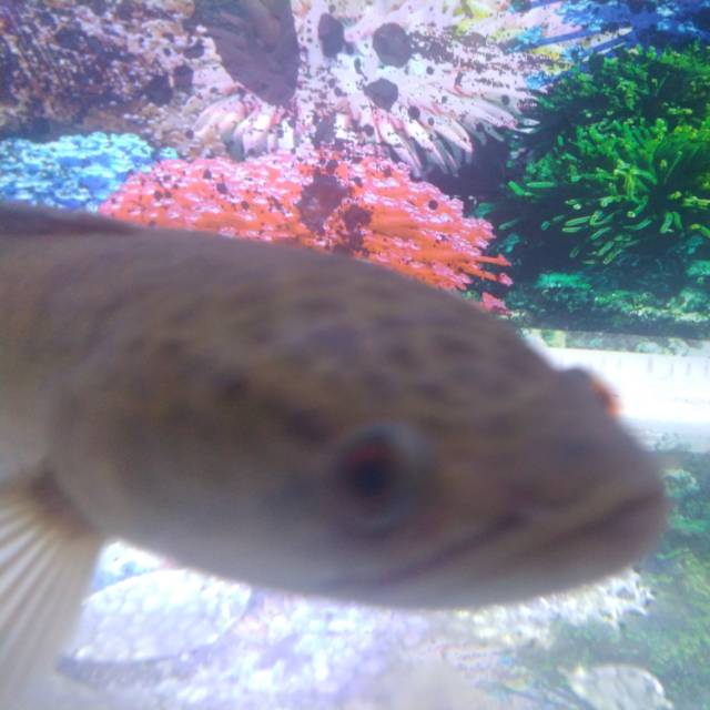 

Ikan Predator Channa Striata
