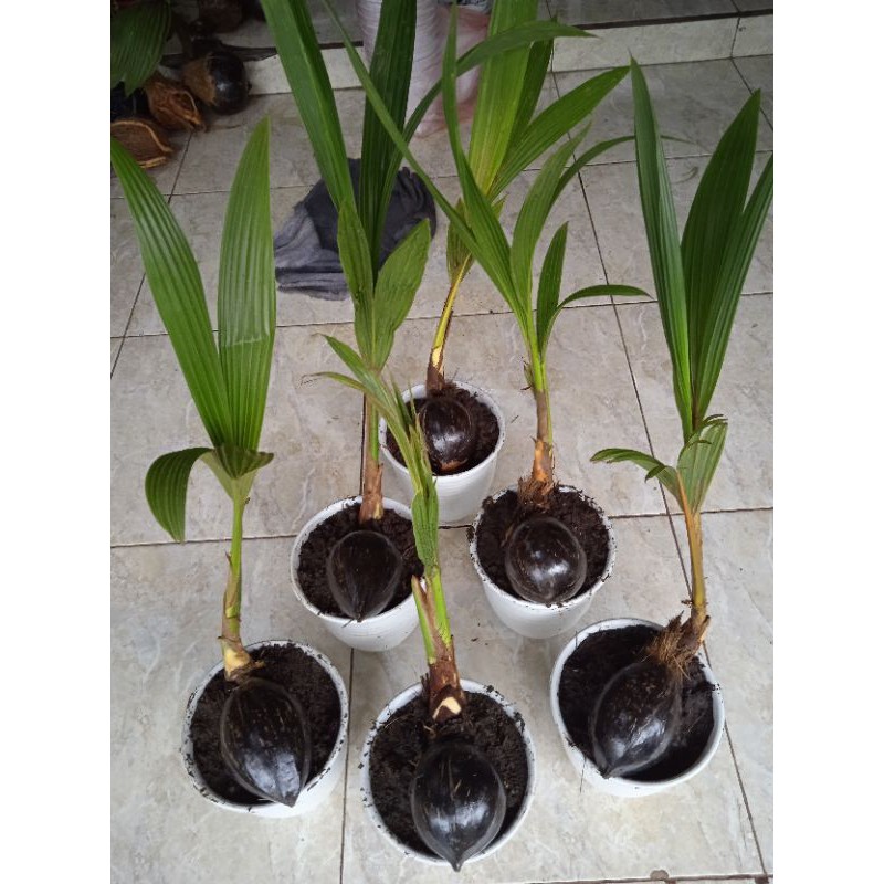 bonsai kelapa kelapa bonsai