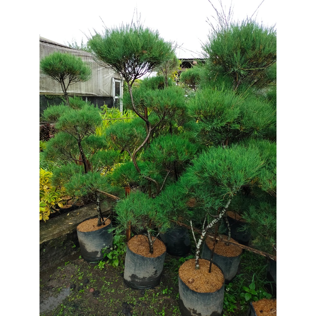 Cemara Udang 2 Meter - Besar - Tinggi - Casuarina equisetifolia - Tanaman Hias