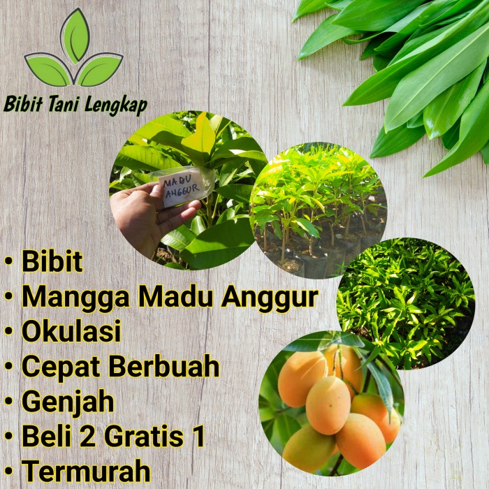 Bibit Tanaman Buah Mangga Mangga Madu Anggur Cepat Berbuah