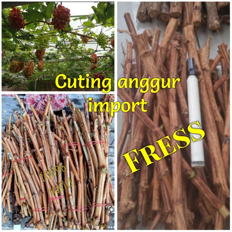 Cutting  Anggur impor fresh langsung semai