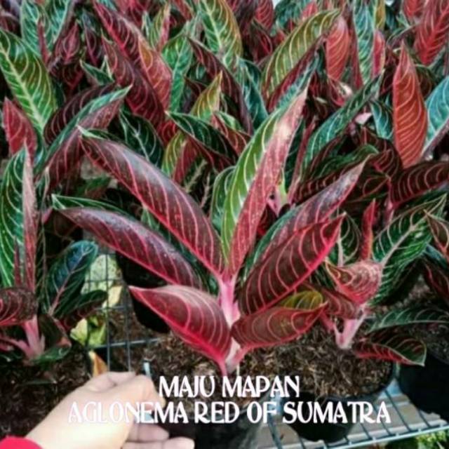 Aglonema Red Sumatra Super Shopee Indonesia