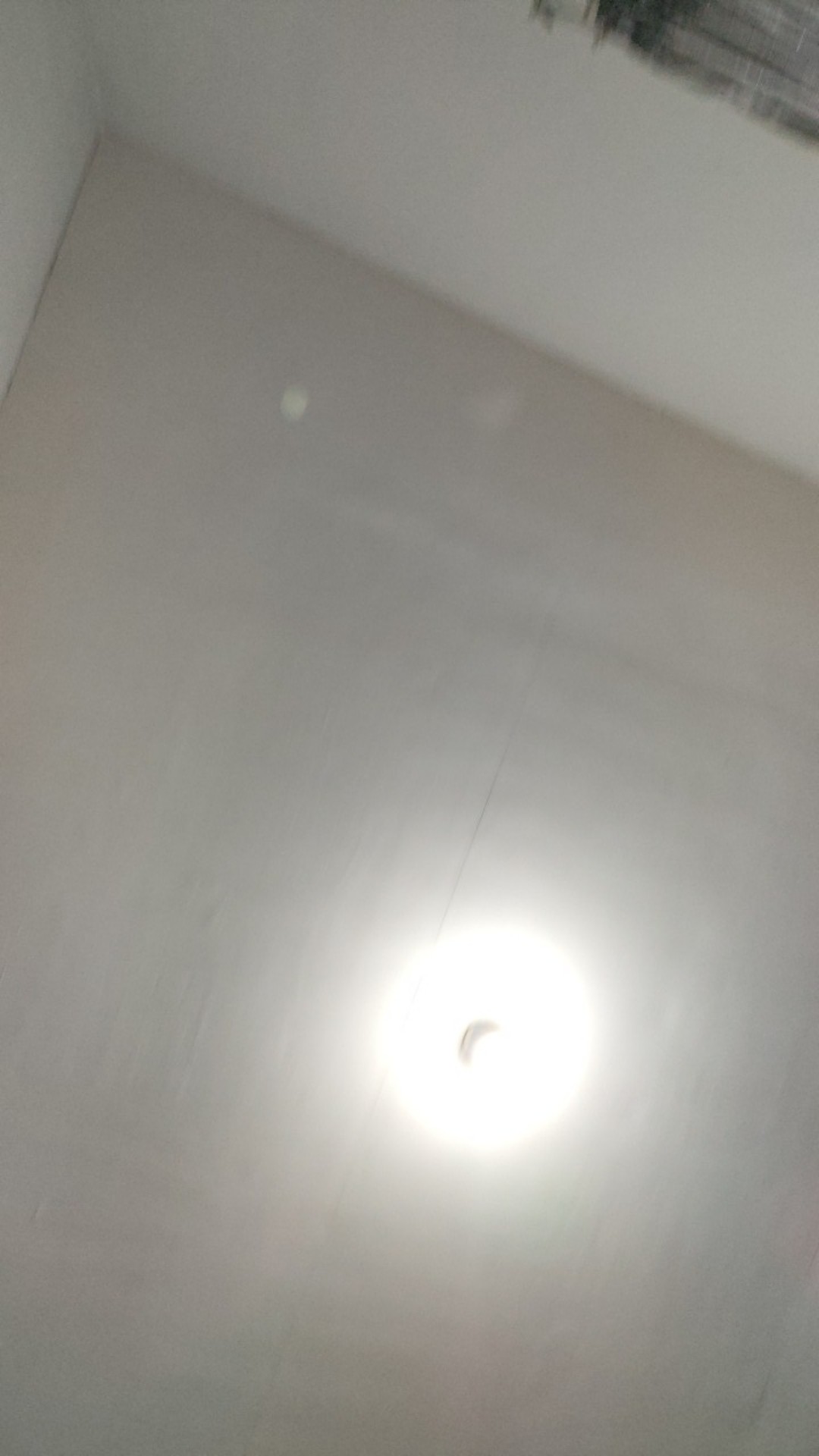 Seedling Anggrek Dendrobium