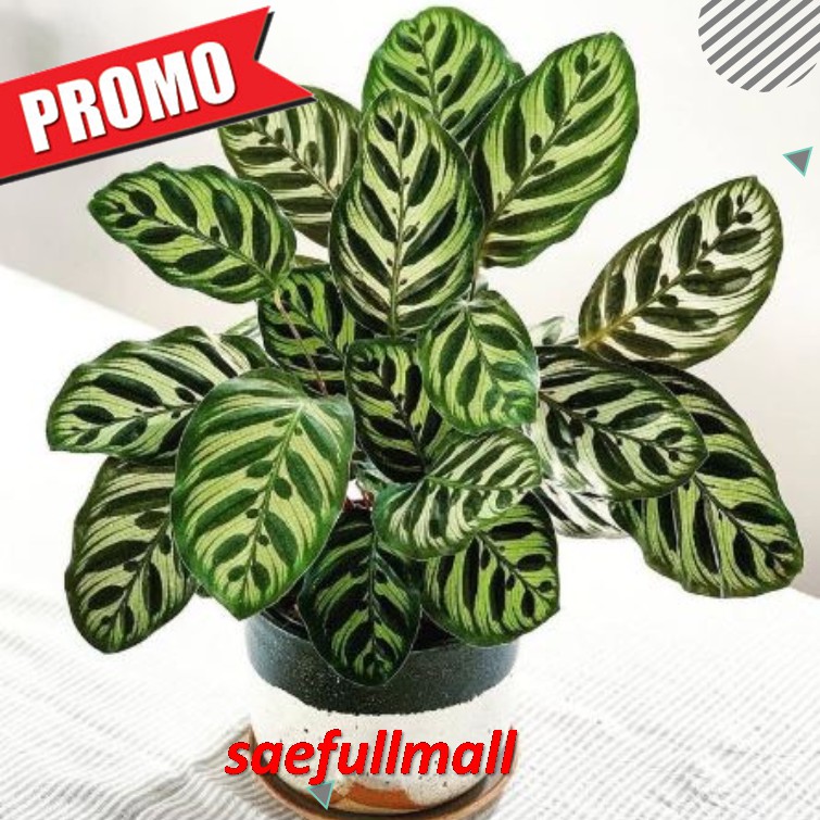 Calathea Makoyana Import mulus no defect / Tanaman Hias Calathea Makoyana harga murah