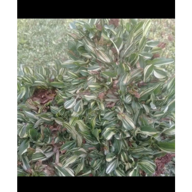 rumput gajah mini varigata 1meter