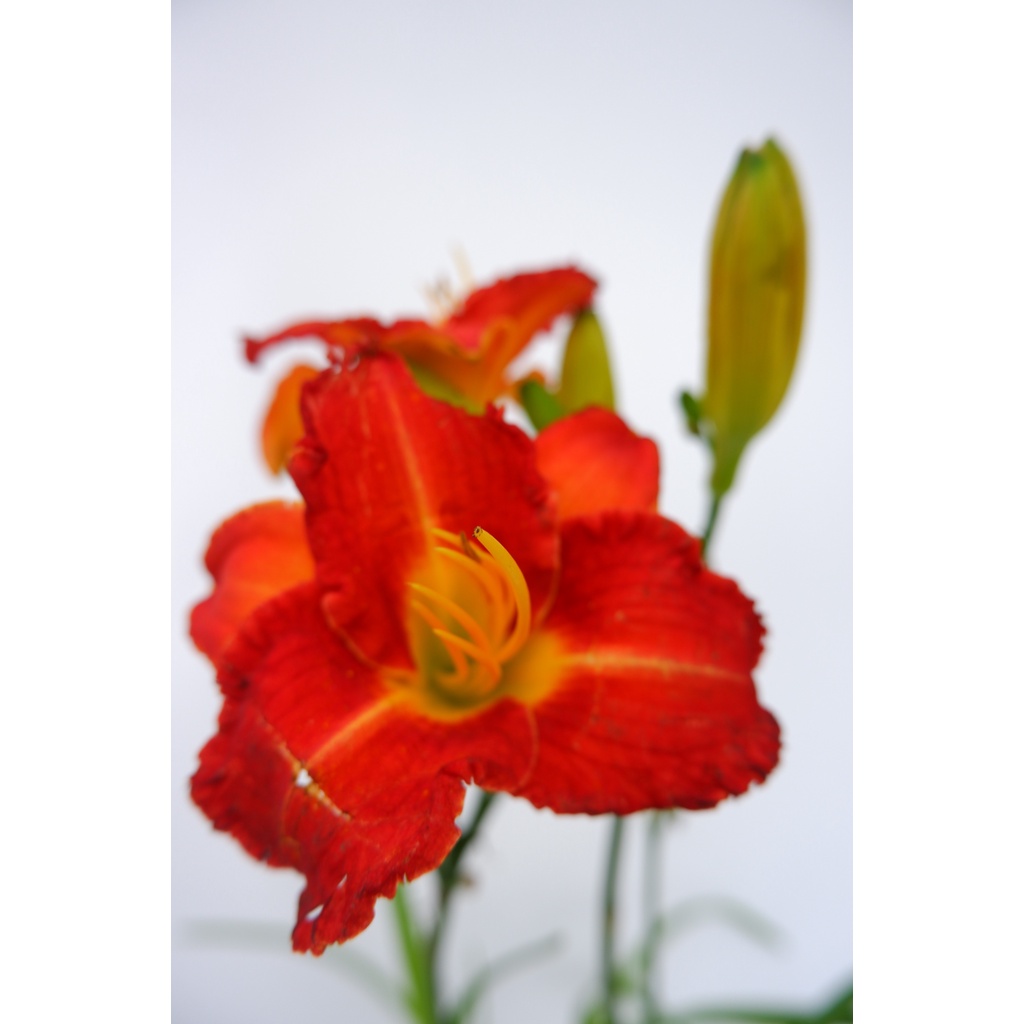 Bunga Day Lily - Tanaman Hias