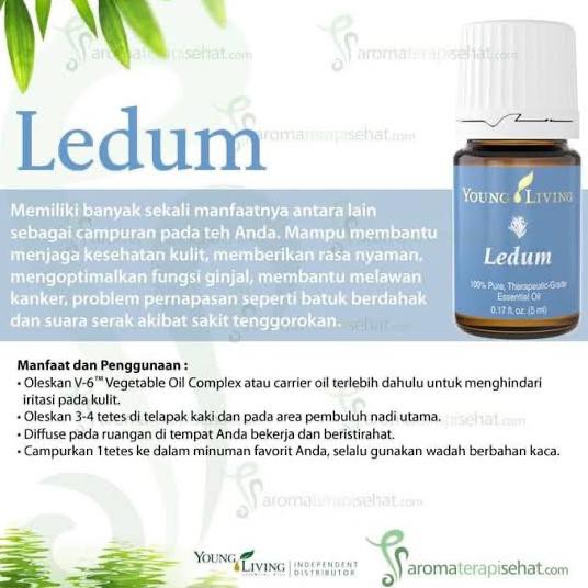 Ledum Essential Oil Young Living 5Ml Original Nandaputriah