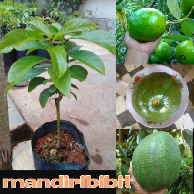Bibit Alpukat Kendil Jumbo