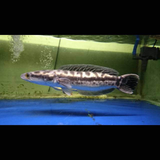 Ikan Toman 38-40cm Channa Micro Gabus / Ikan Predator Hias