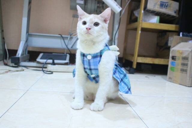 Dress kotak-kotak biru natural untuk kucing dan anjing / baju kucing murah terlaris size S M L XL