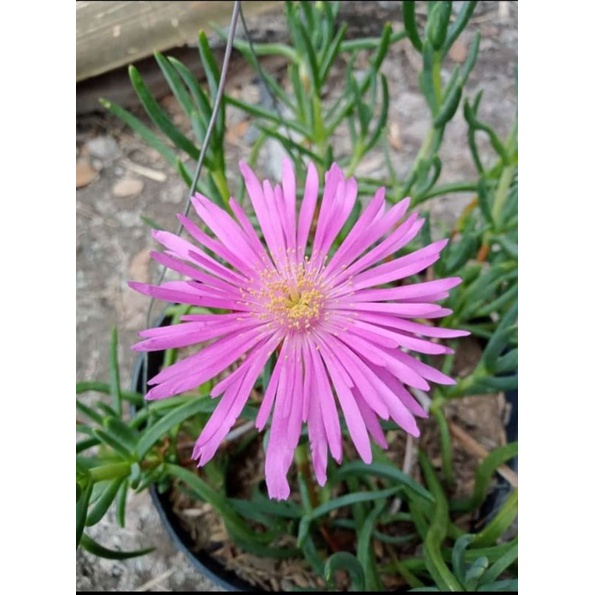 TANAMAN HIDUP BUNGA JAM 9 JENIS BUNGA PANJANG