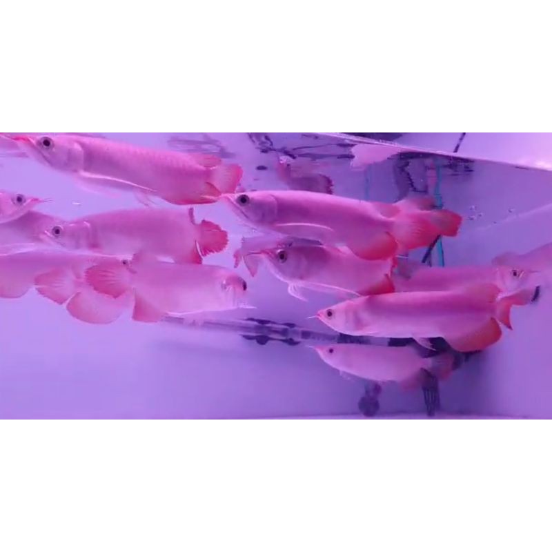 IKAN ARWANA SUPER RED 24-26CM PARTAI READY PONTIANAK
