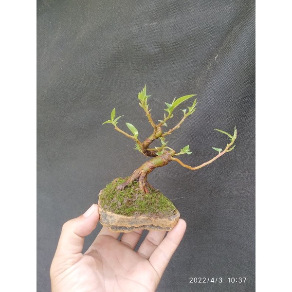 Bonsai mame loa