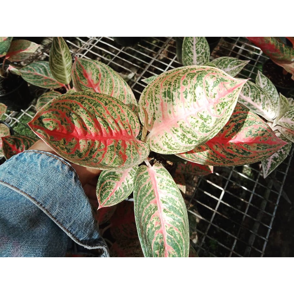 RARE Bibit Bonggolan Aglonema Legacy Mangkok