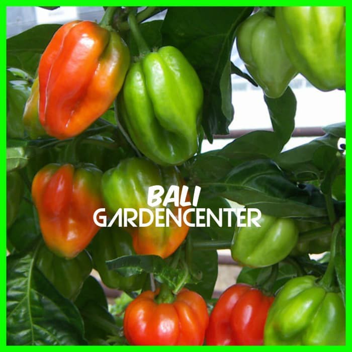 Isi 30 Benih Biji Cabe Scotch Bonnet Import