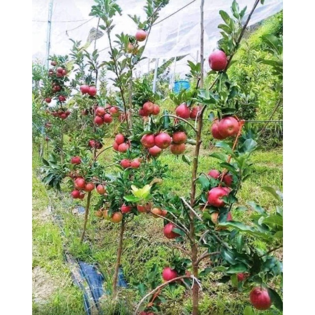 

APEL FUJI MERAH IMPORT CANGKOK CEPAT BERBUAH