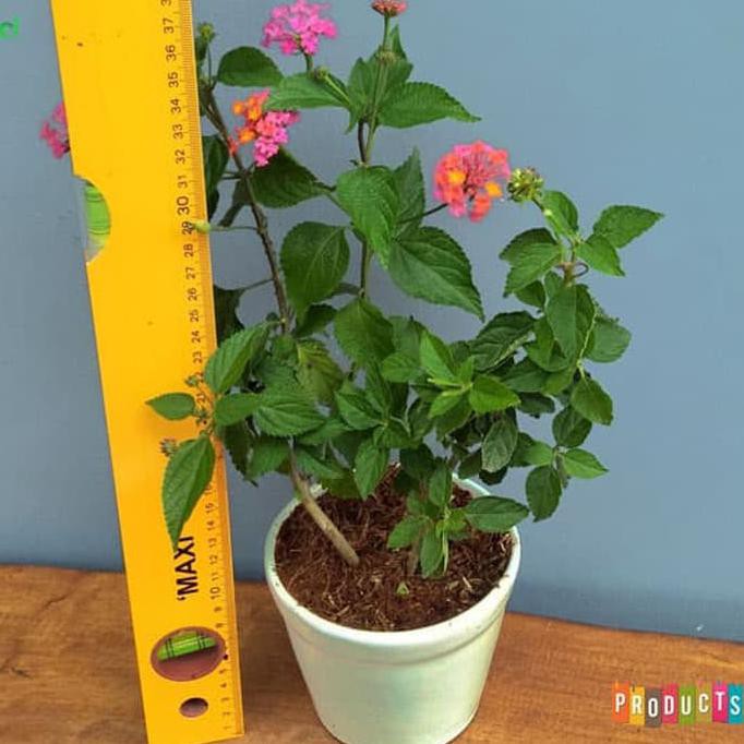 Baru Tanaman Hias Lantana Bunga Merah L. Camara Radiation Red Ukuran Besar Dijamin Ori
