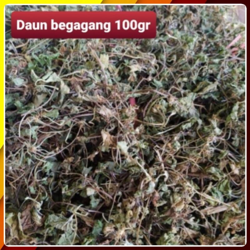 

Daun Pegagang Kering 100gr / Daun Antanan Kering / Daun Kaki Kuda Kering 100g