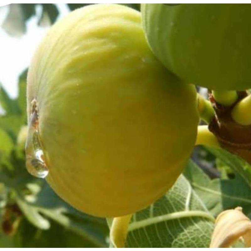 bibit tin ara YELLOW GIANT KHASI fresh cangkok,, bibit buah tin unggul