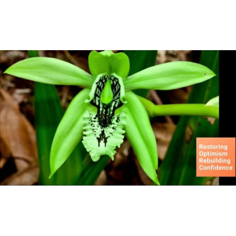 TANAMAN DEWASA BUKAN BIBIT anggrek hitam Coelogyne pandurata (KALIMANTAN)