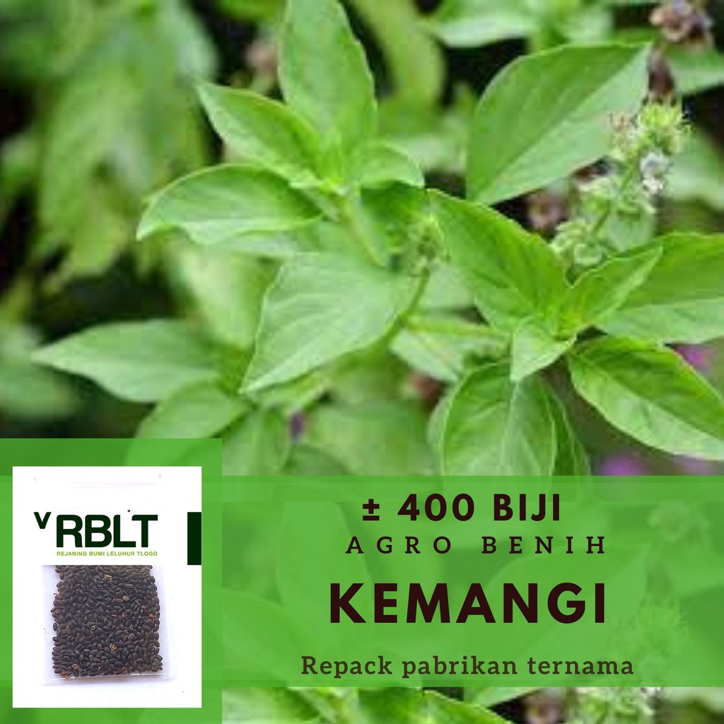 400 Bibit Kemangi Lalap Komangi Benih Sayuran Basil Unggul Jawara Super Tanaman Sayur Berkualitas